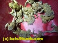 /home//u458753944/public_html/sourcegallery/////Roxborough Toad Detour/2013-2019/2013/2013-04-09/P1120093.JPG